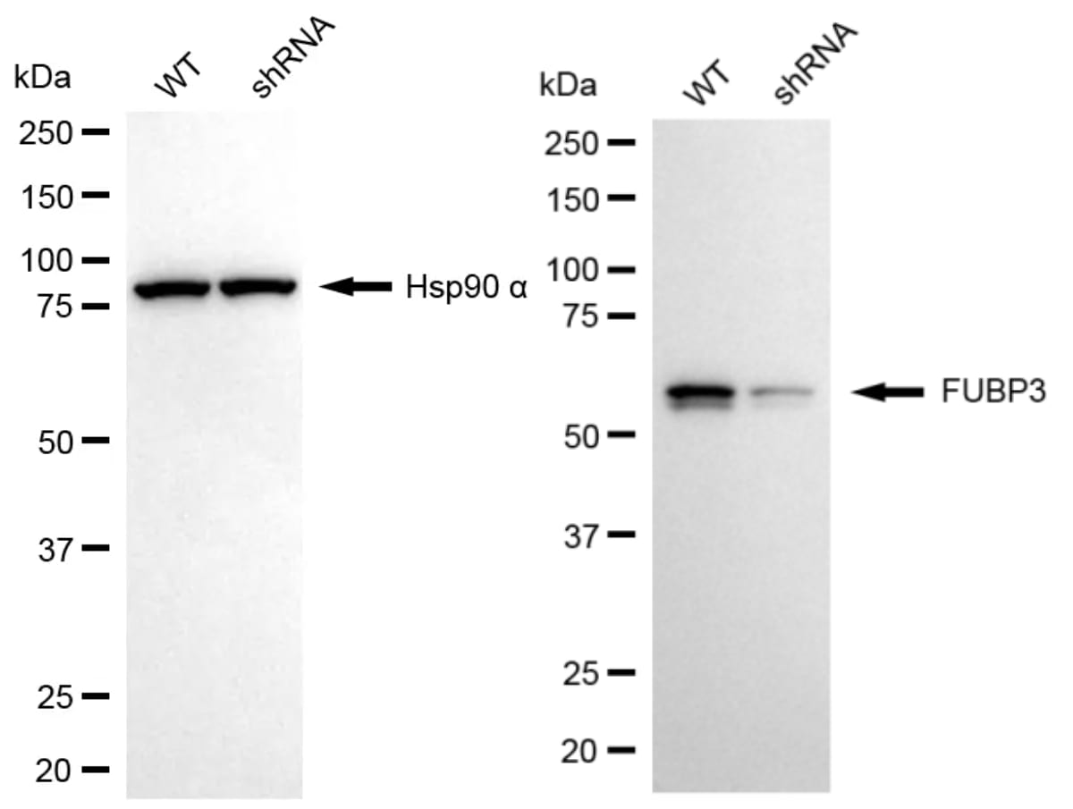 FUBP3 Antibody (24GB13150)