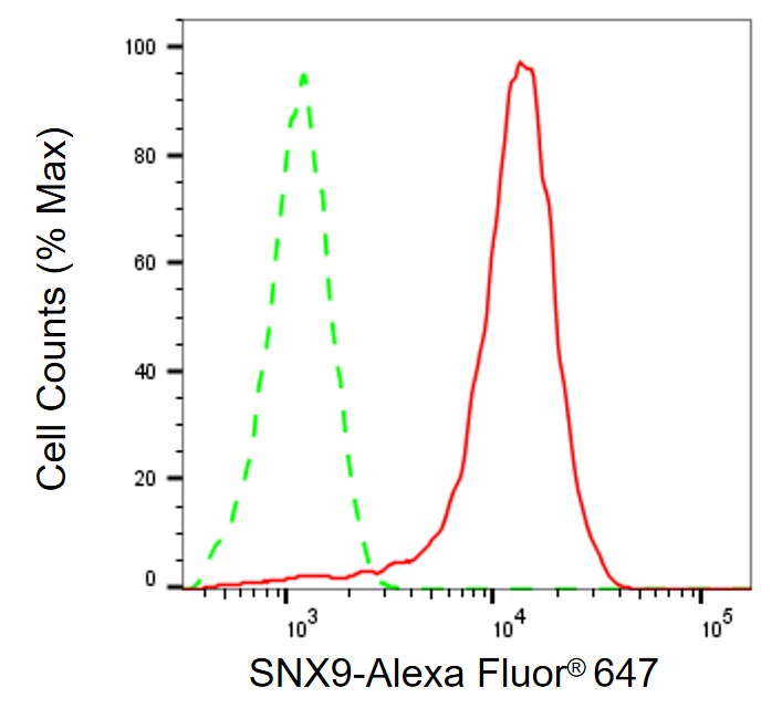 SH3PX1 Antibody (24GB13195)