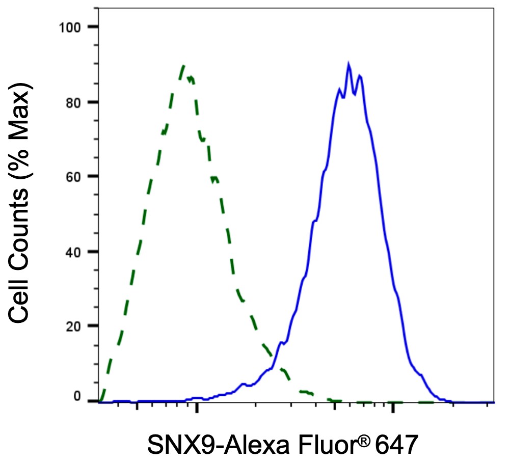 SH3PX1 Antibody (24GB13195)