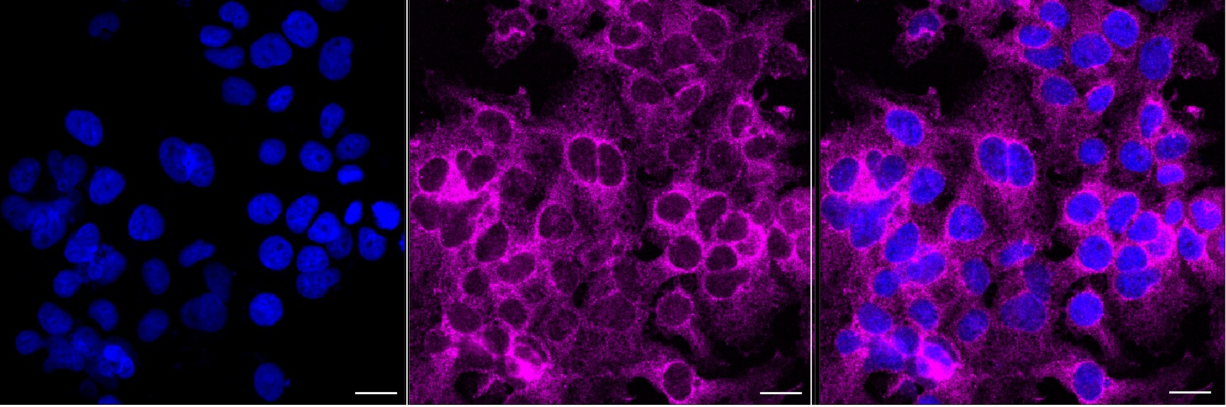 SH3PX1 Antibody (24GB13195)
