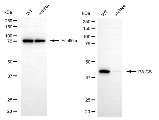 ADE2 Antibody (24GB13205)