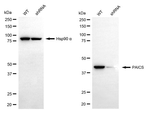 ADE2 Antibody (24GB13210)