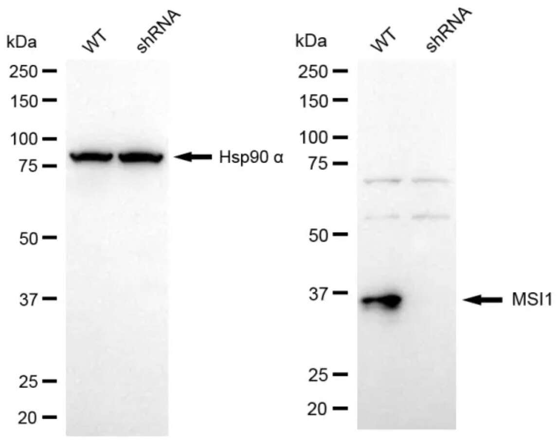 Musashi-1 Antibody (24GB13220)