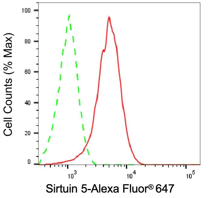 Sirtuin 5/SIRT5 Antibody (24GB13235)