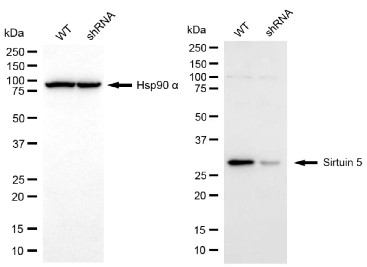 Sirtuin 5/SIRT5 Antibody (24GB13235)