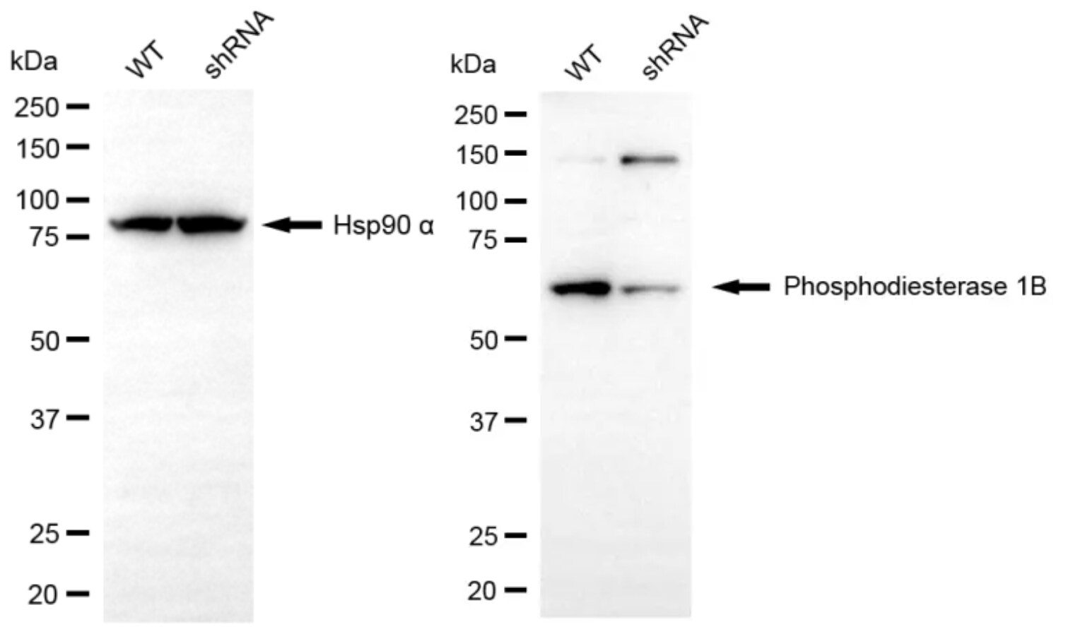 PDE1B Antibody (24GB13240)