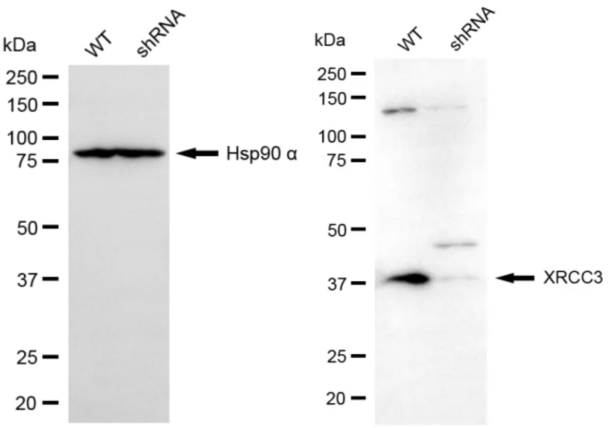 XRCC3 Antibody (24GB13295)