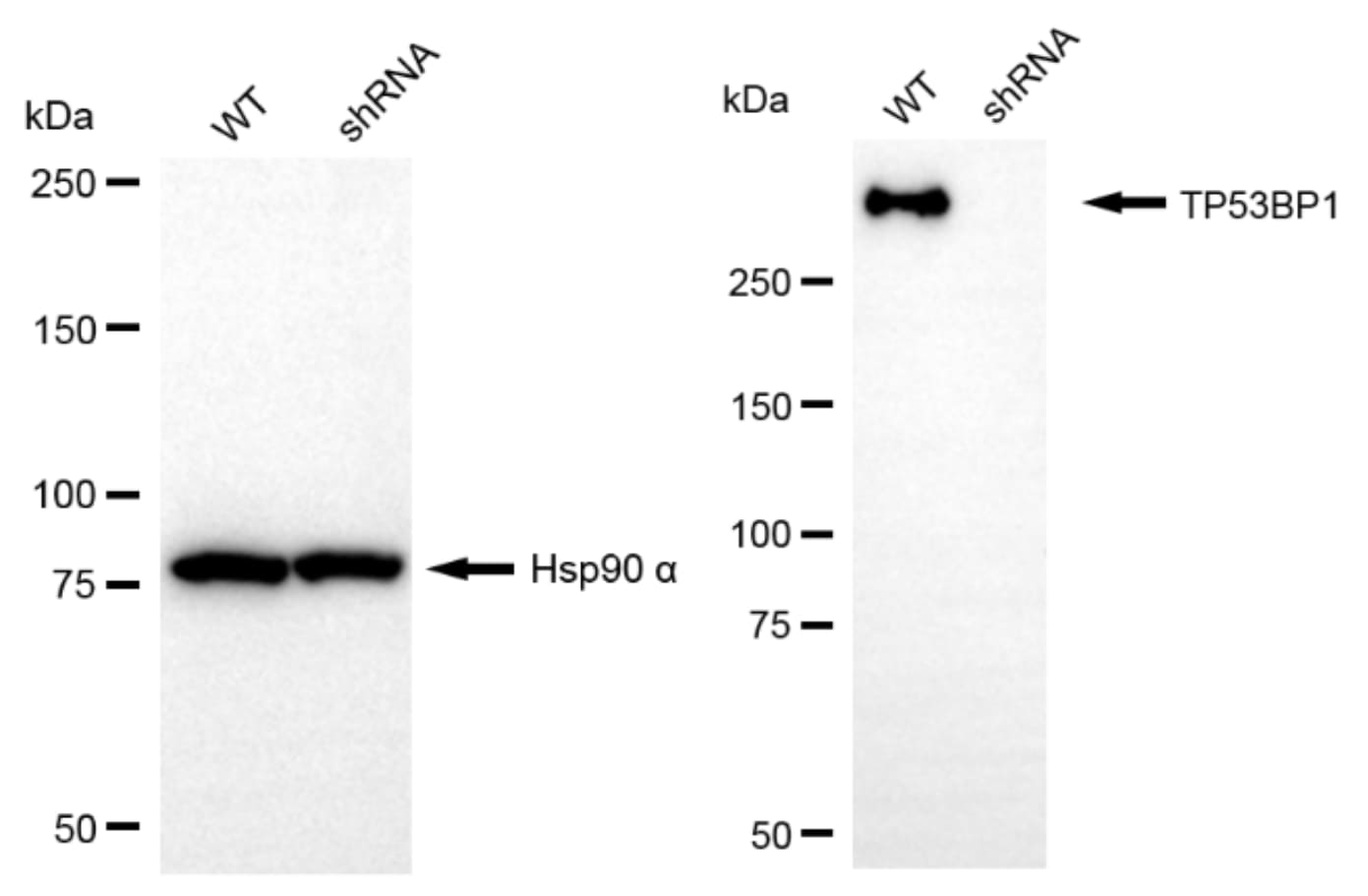 53BP1 Antibody (24GB13320)