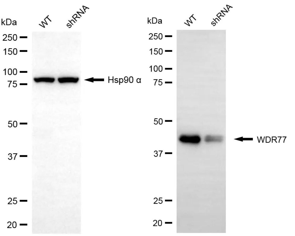 WDR77 Antibody (24GB13355)