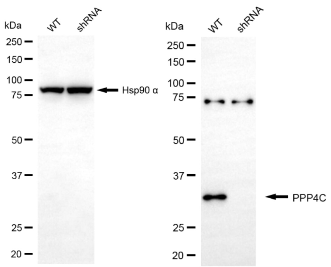 PP4/PPP4C Antibody (24GB13370)
