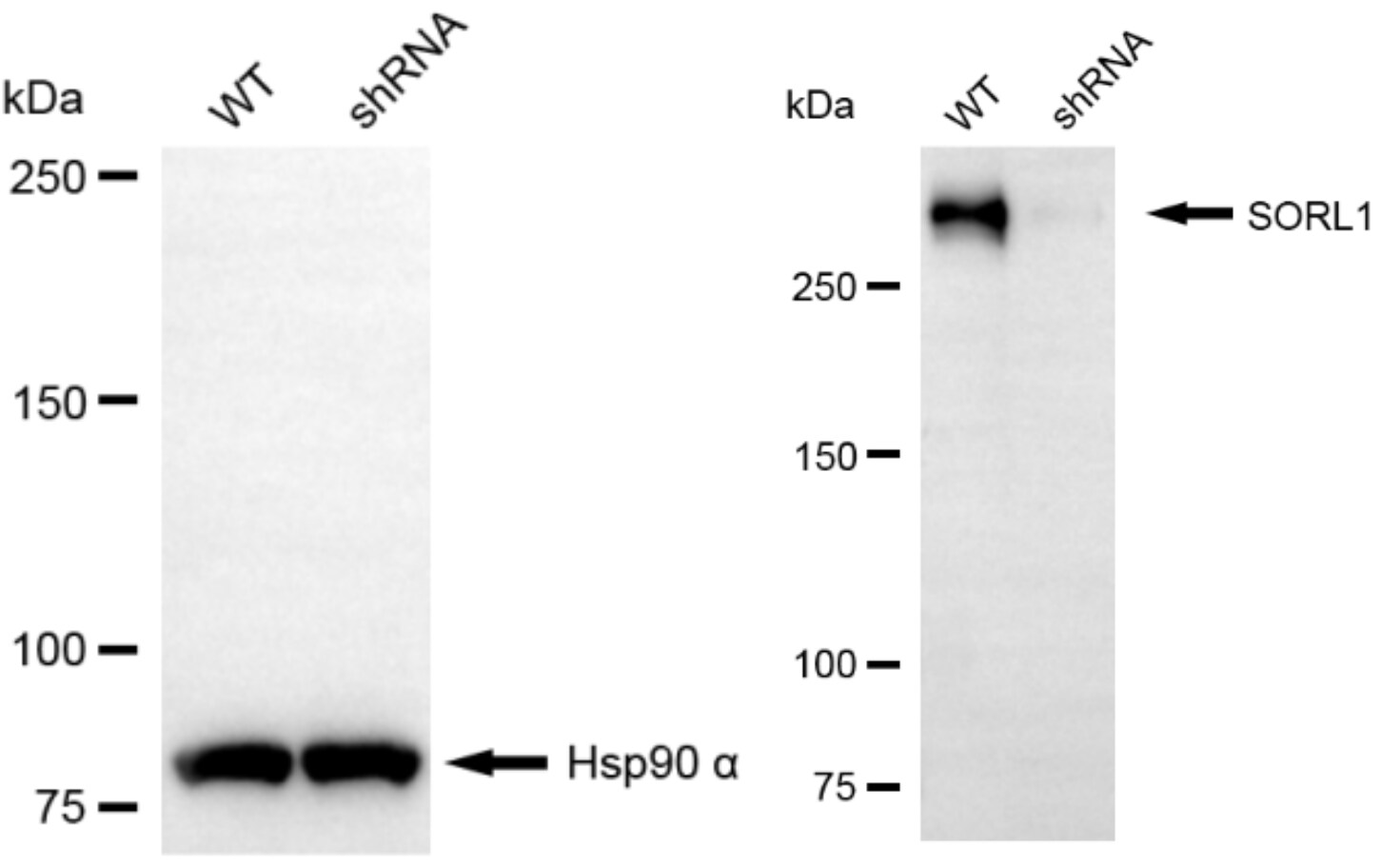 SorLA Antibody (24GB13375)