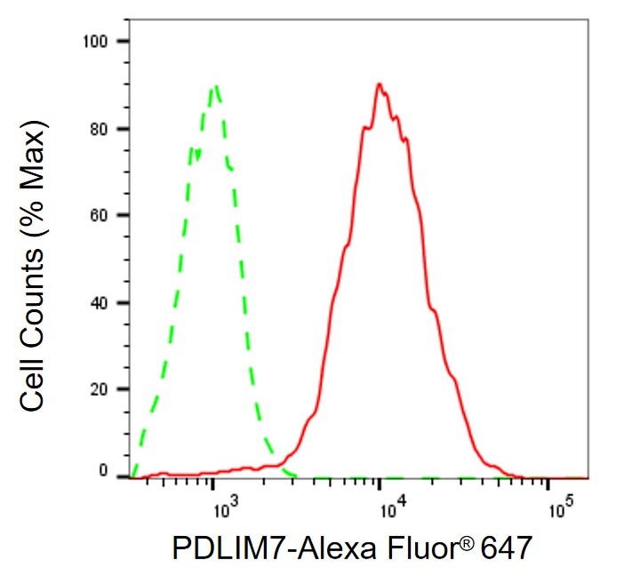 PDLIM7 Antibody (24GB13710)
