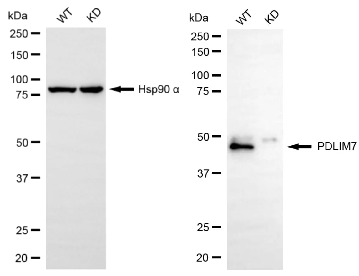 PDLIM7 Antibody (24GB13710)