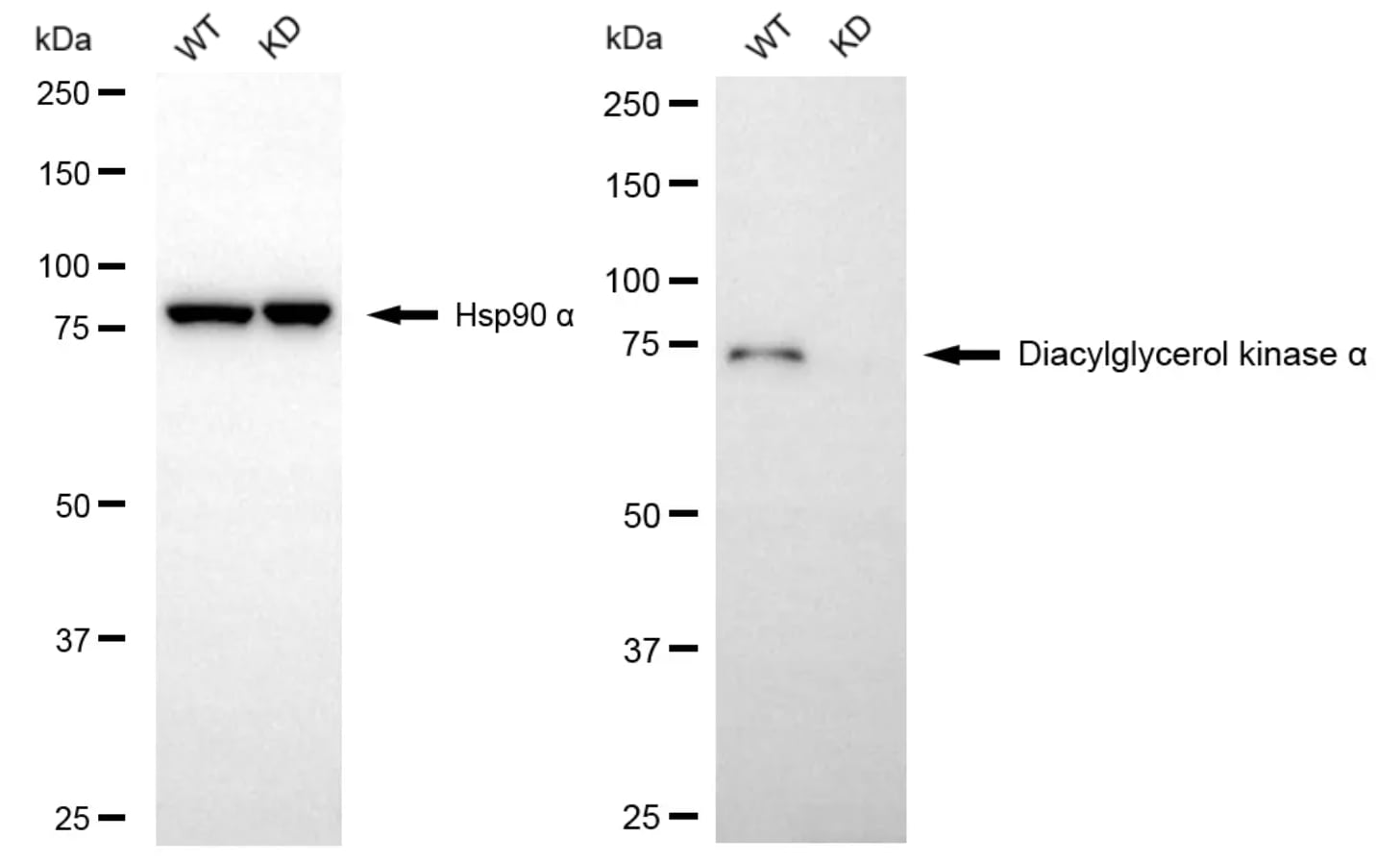 DGK-alpha Antibody (24GB13775)