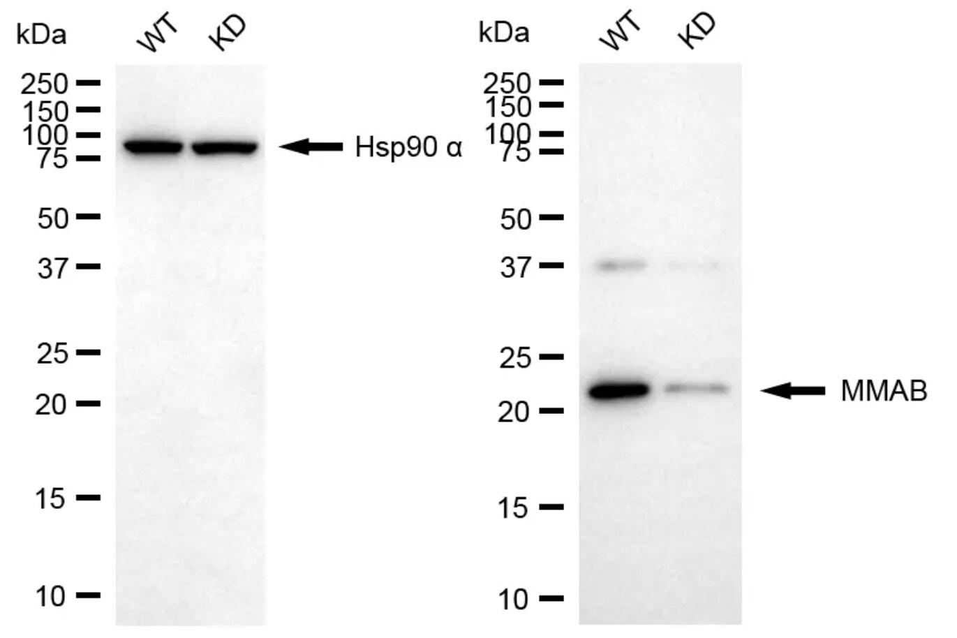 MMAB Antibody (24GB13950)