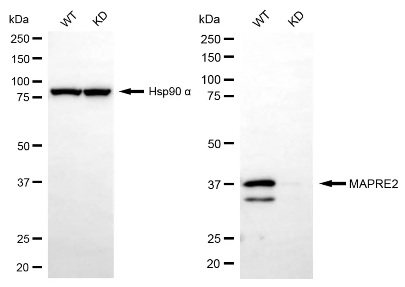 EB2 Antibody (24GB13965)