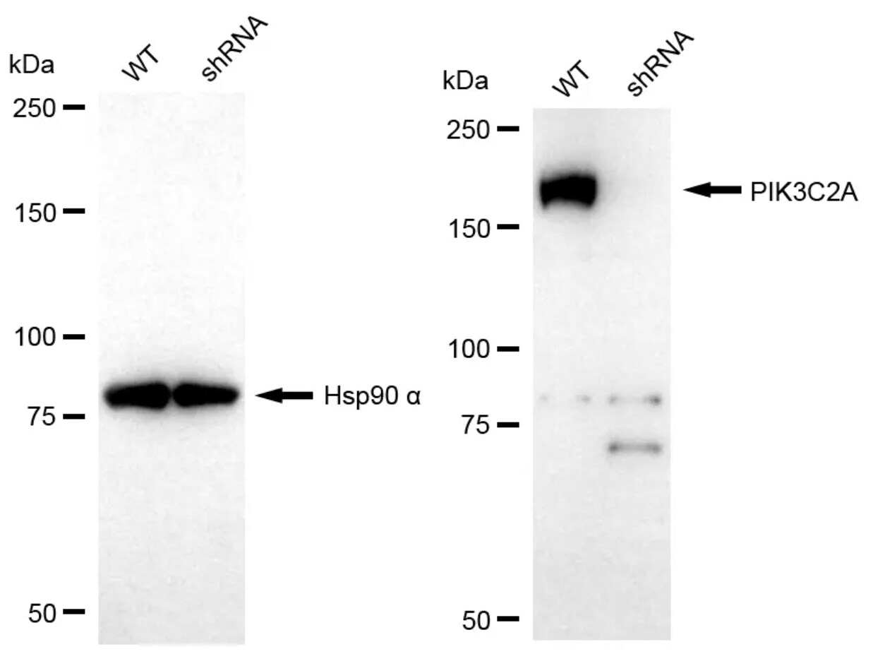 PIK3C2A Antibody (24GB14050)