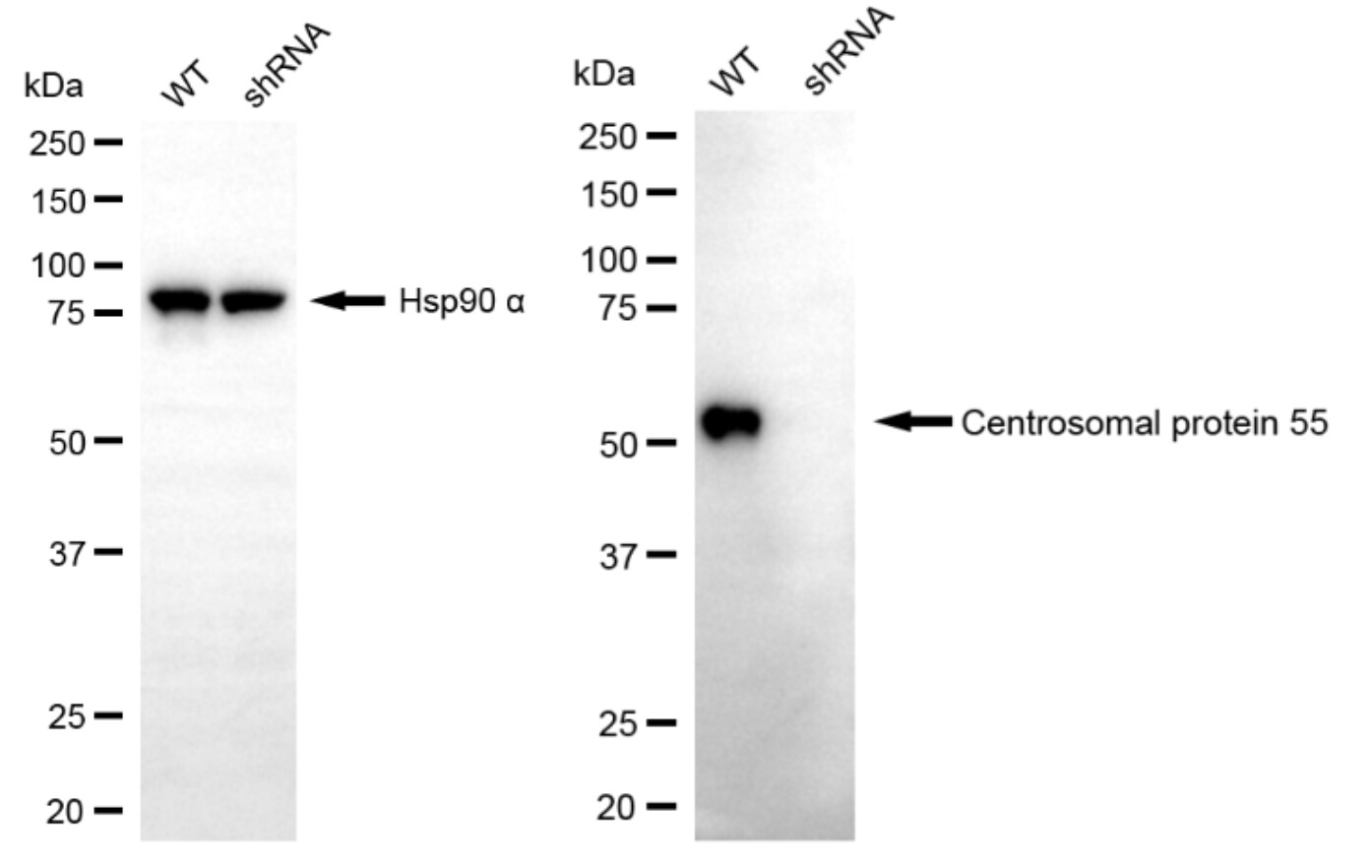 CEP55 Antibody (24GB14080)