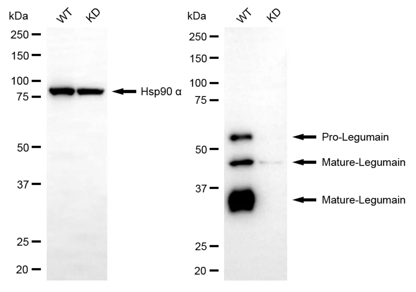 Legumain/Asparaginyl Endopeptidase Antibody (23GB2095)