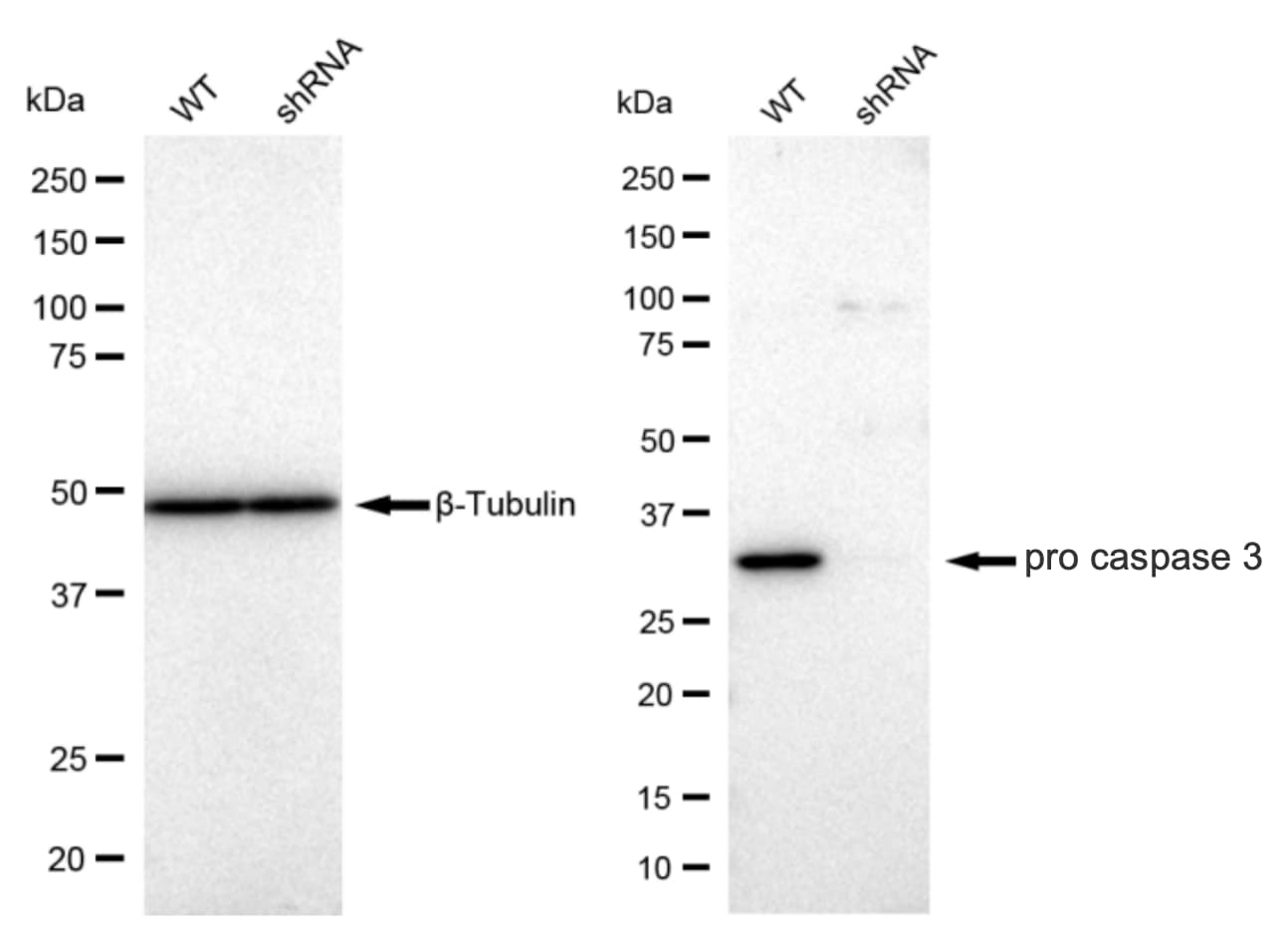 Caspase-3 Antibody (23GB720)