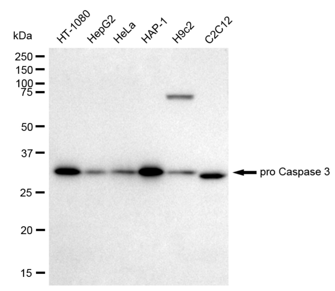 Caspase-3 Antibody (23GB720)