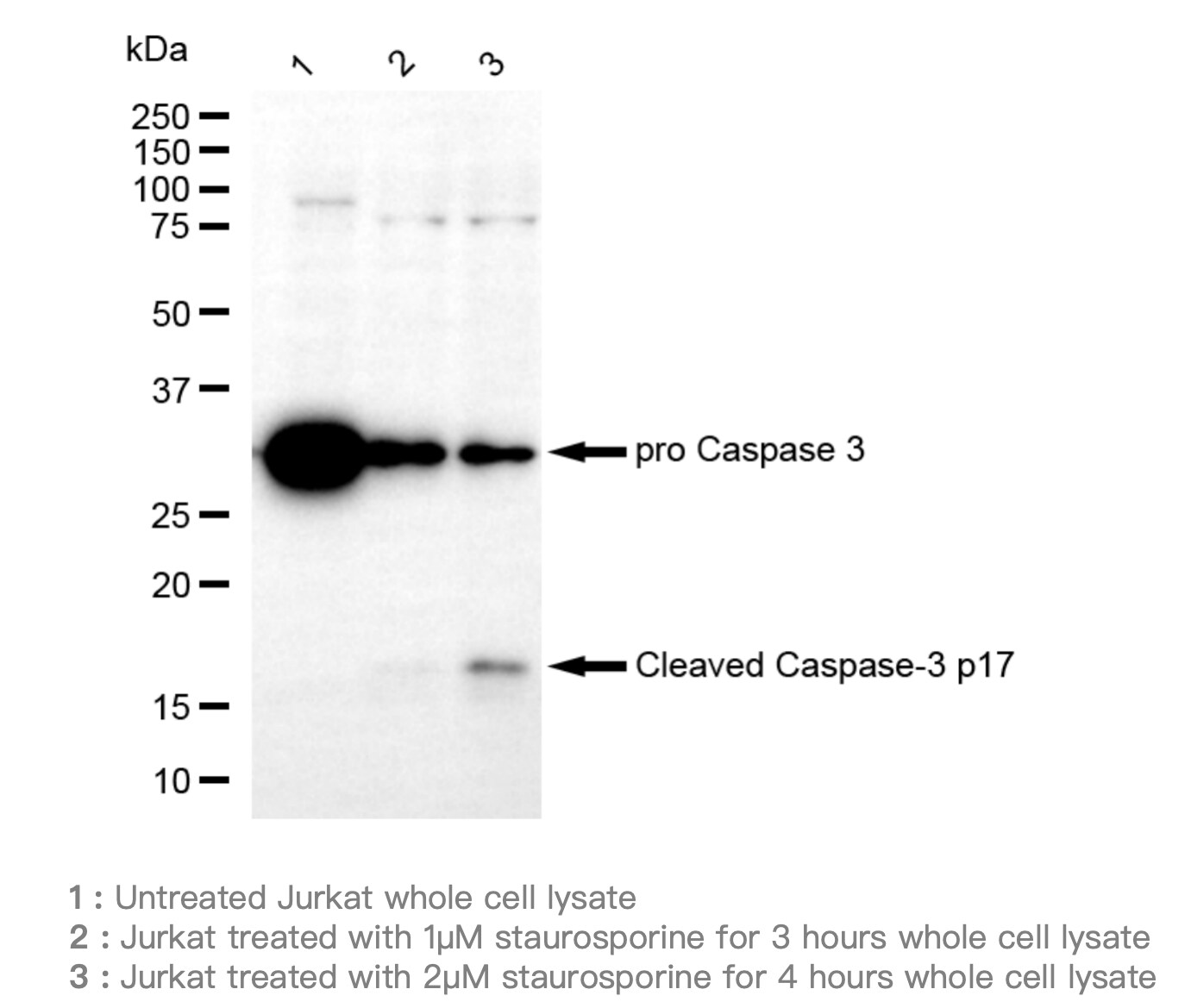 Caspase-3 Antibody (23GB720)