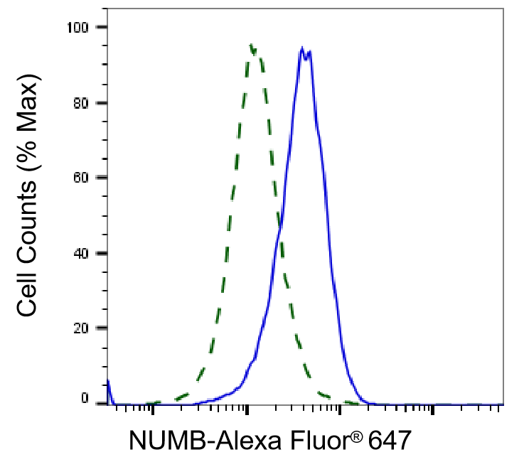 Numb Antibody (23GB1070)
