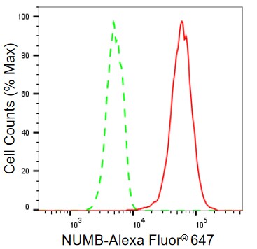 Numb Antibody (23GB1070)