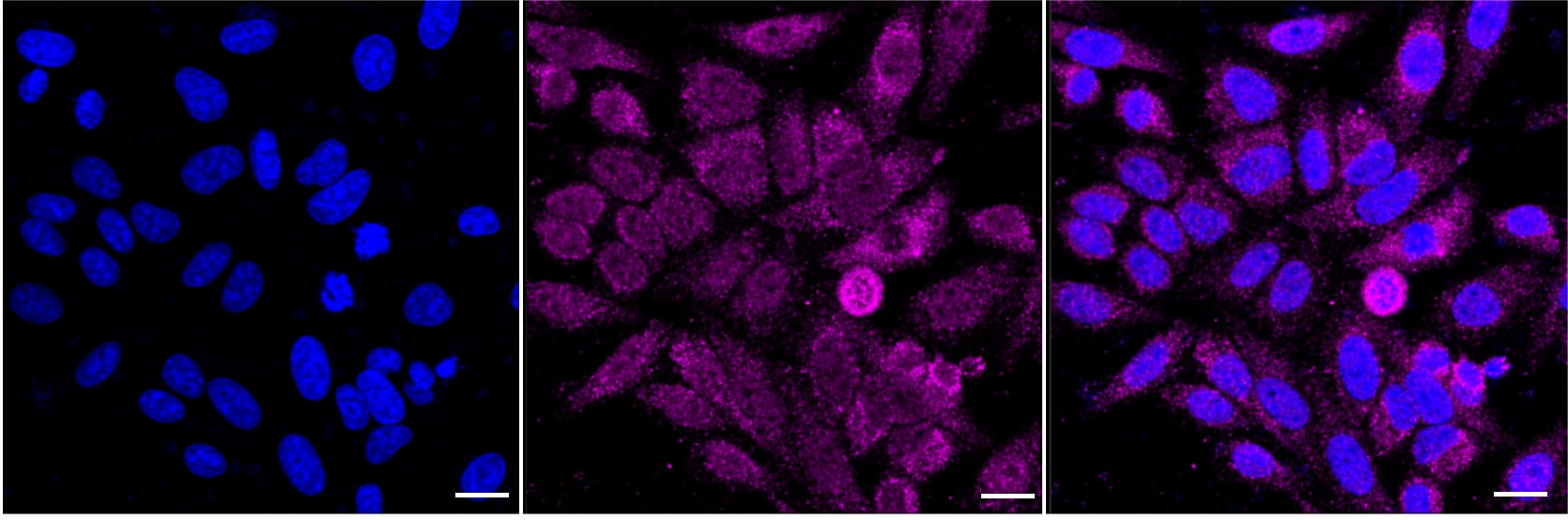 Aconitase 2 Antibody (23GB1585)