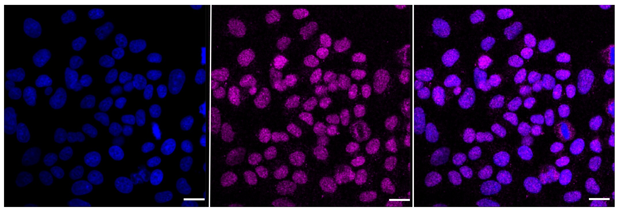 MCM7 Antibody (23GB1095)