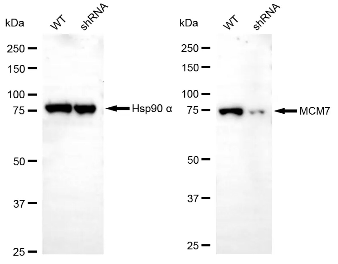 MCM7 Antibody (23GB1095)