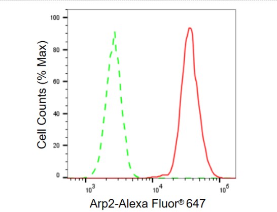 ACTR2 Antibody (23GB610)