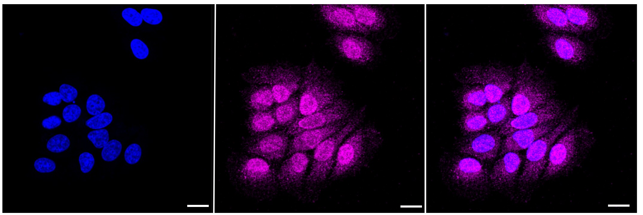 CDK4 Antibody (23GB750)