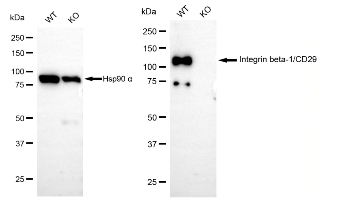 Integrin beta 1/CD29 Antibody (23GB885)
