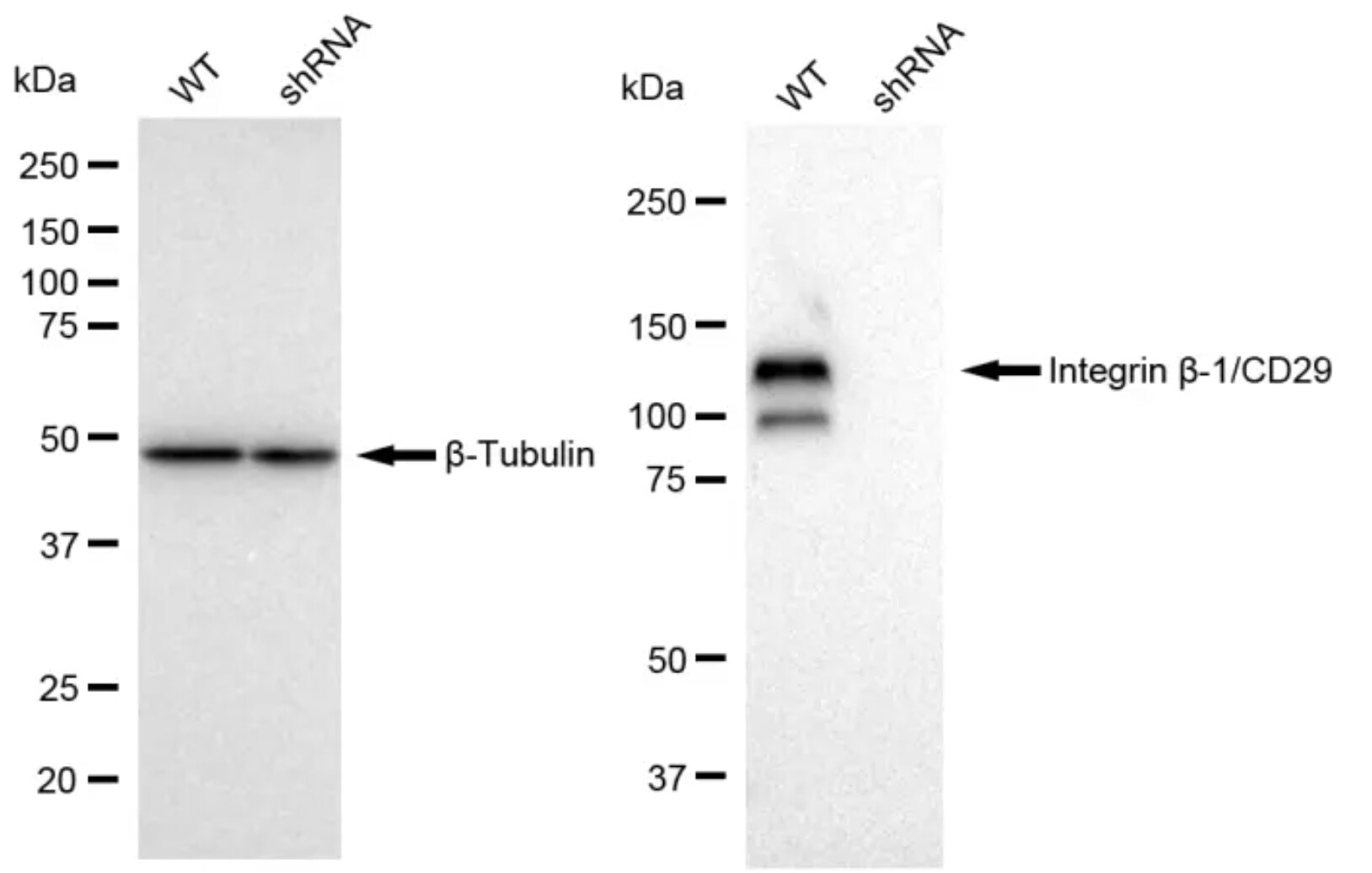 Integrin beta 1/CD29 Antibody (23GB885)