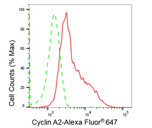 Cyclin A2 Antibody (23GB1875)