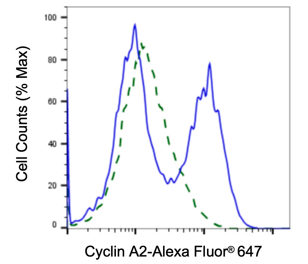 Cyclin A2 Antibody (23GB1875)