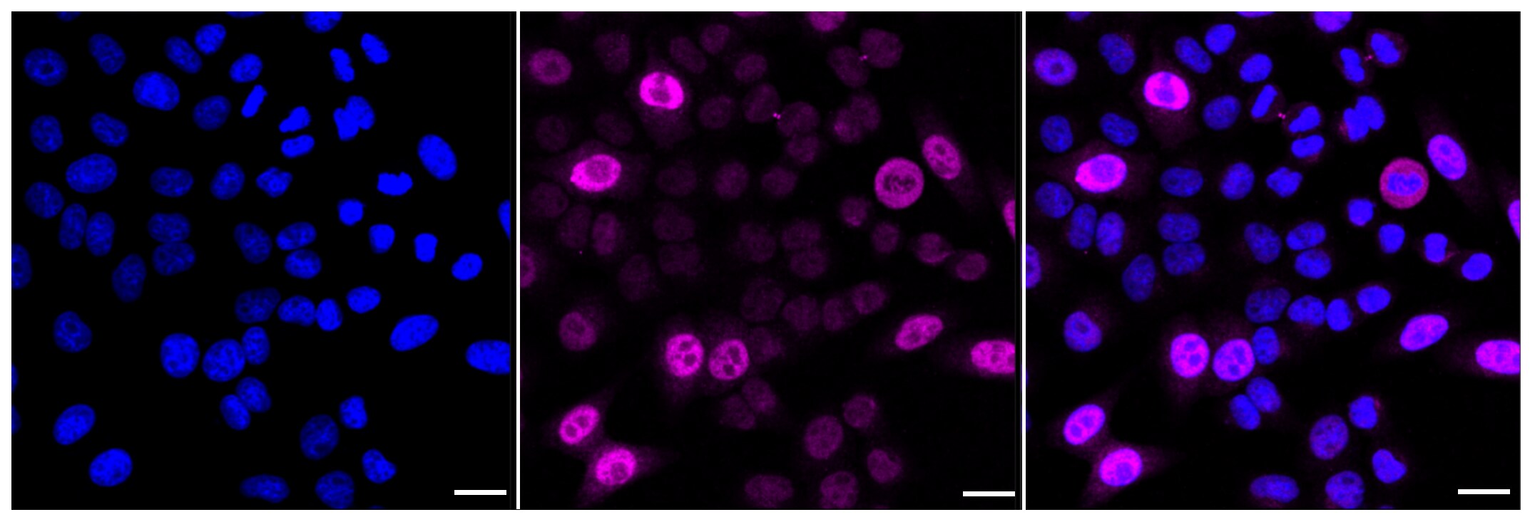 Cyclin A2 Antibody (23GB1875)
