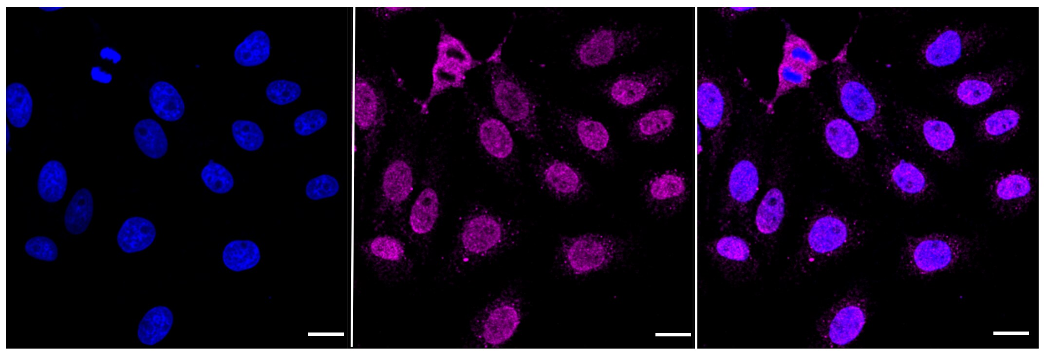 MCM7 Antibody (23GB930)