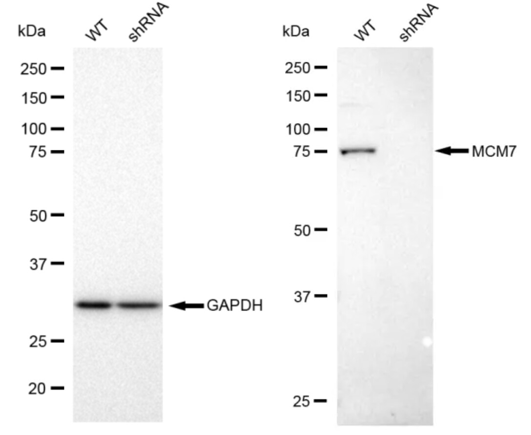MCM7 Antibody (23GB930)