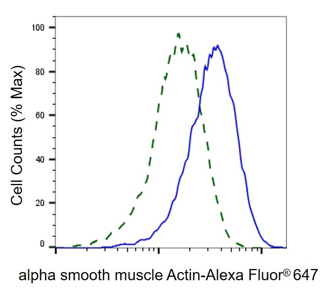 alpha-Smooth Muscle Actin Antibody (23GB605)