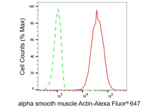 alpha-Smooth Muscle Actin Antibody (23GB605)