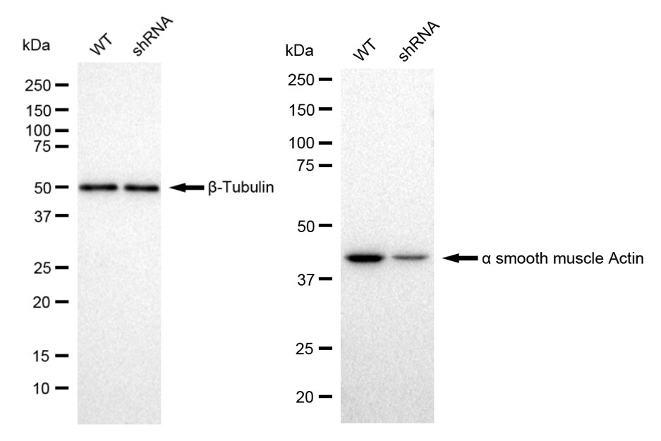 alpha-Smooth Muscle Actin Antibody (23GB605)