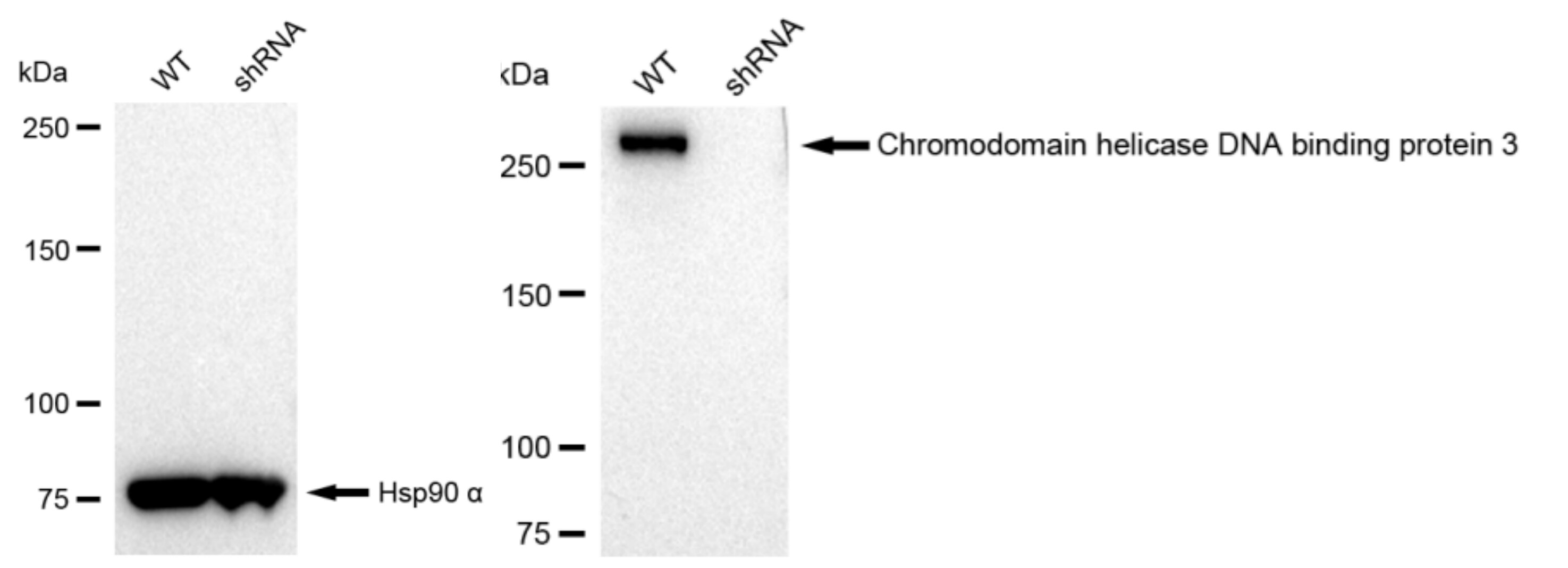 CHD3 Antibody (23GB1380)