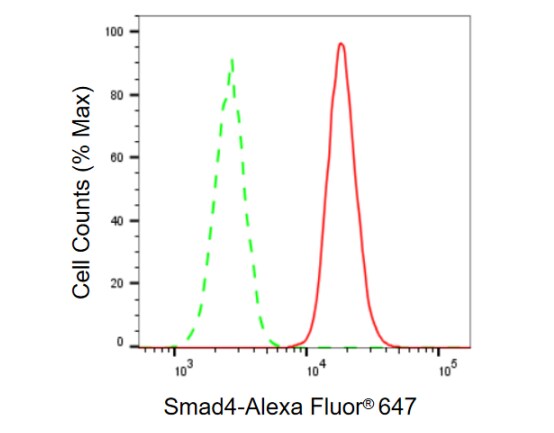 Smad4 Antibody (23GB975)