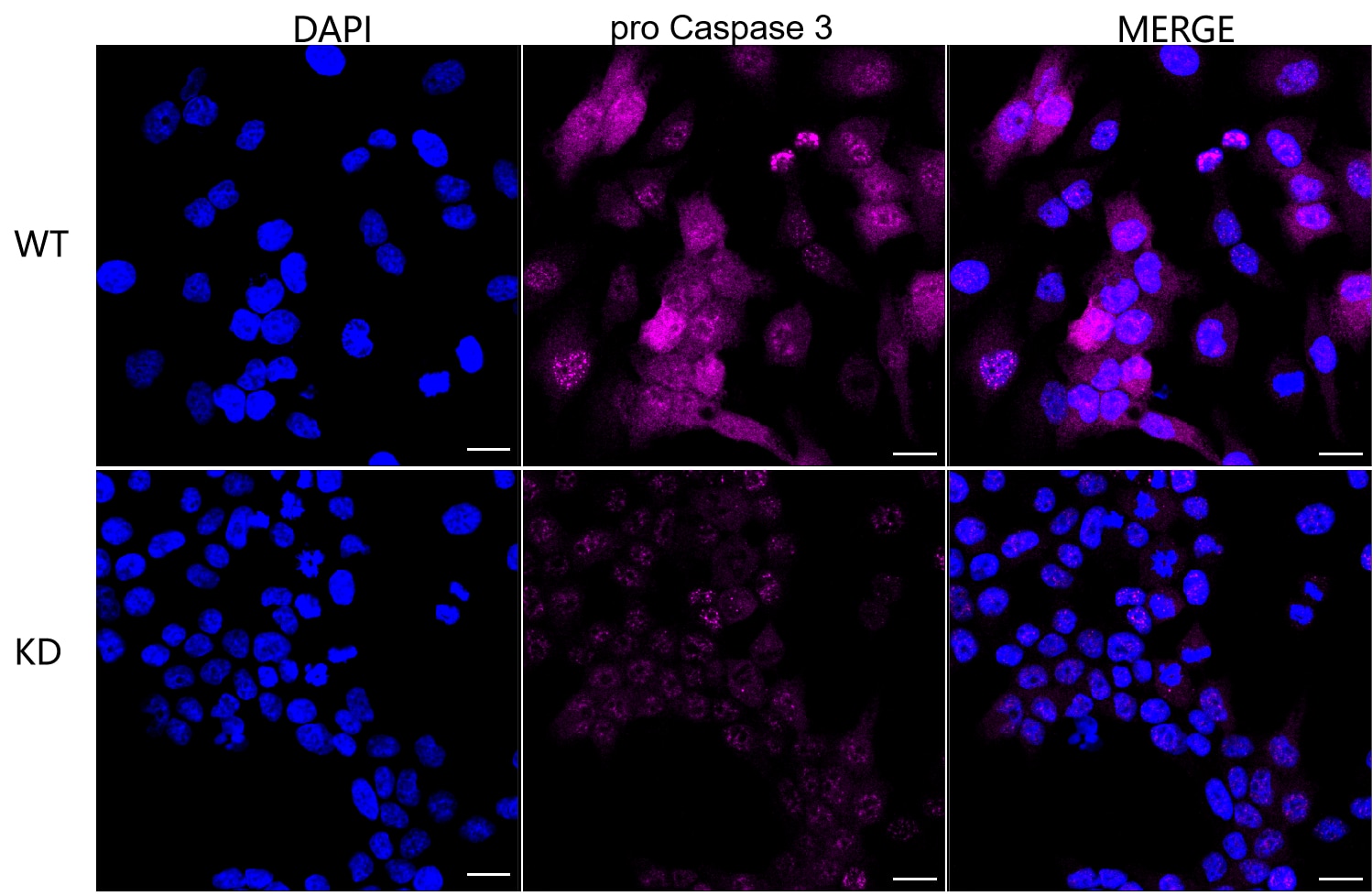 Caspase-3 Antibody (23GB715)