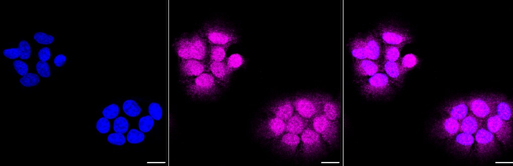 Caspase-3 Antibody (23GB715)