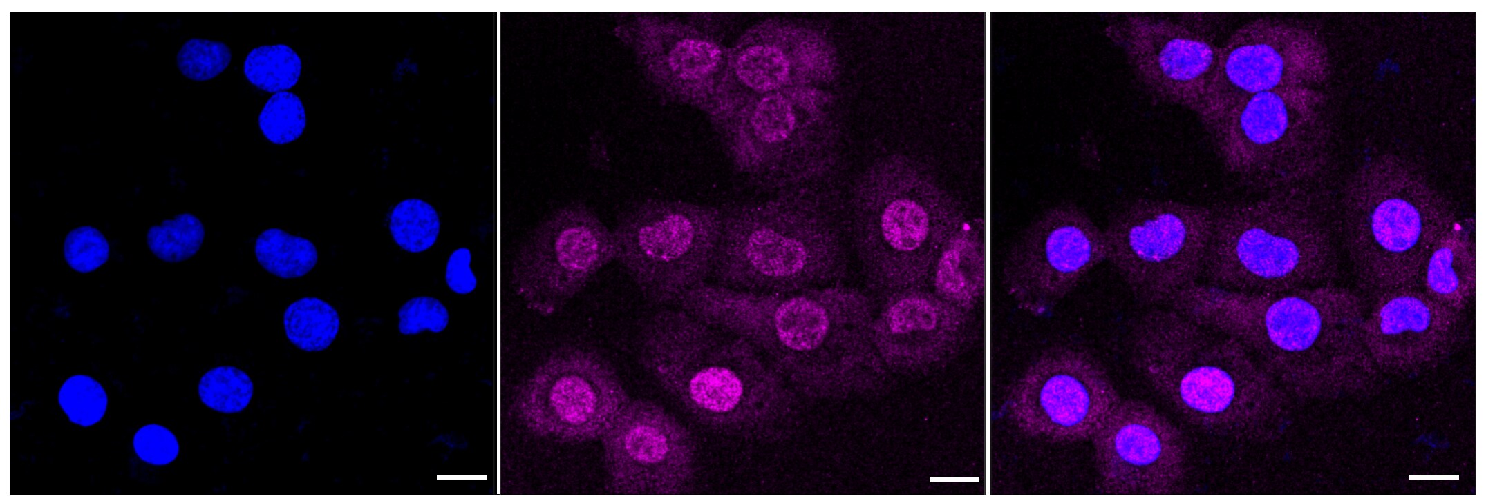 GSK-3 beta Antibody (23GB1250)