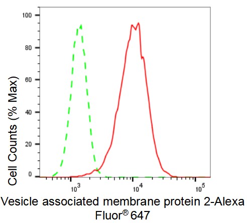 VAMP-2 Antibody (23GB1855)