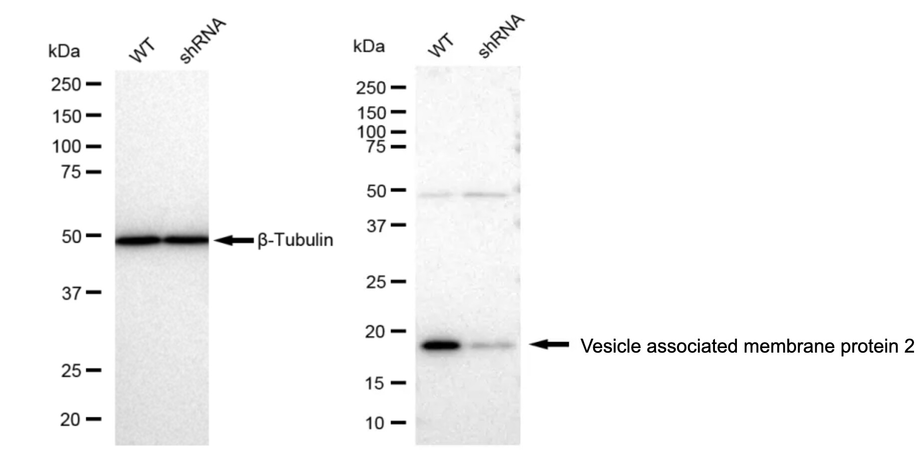 VAMP-2 Antibody (23GB1855)